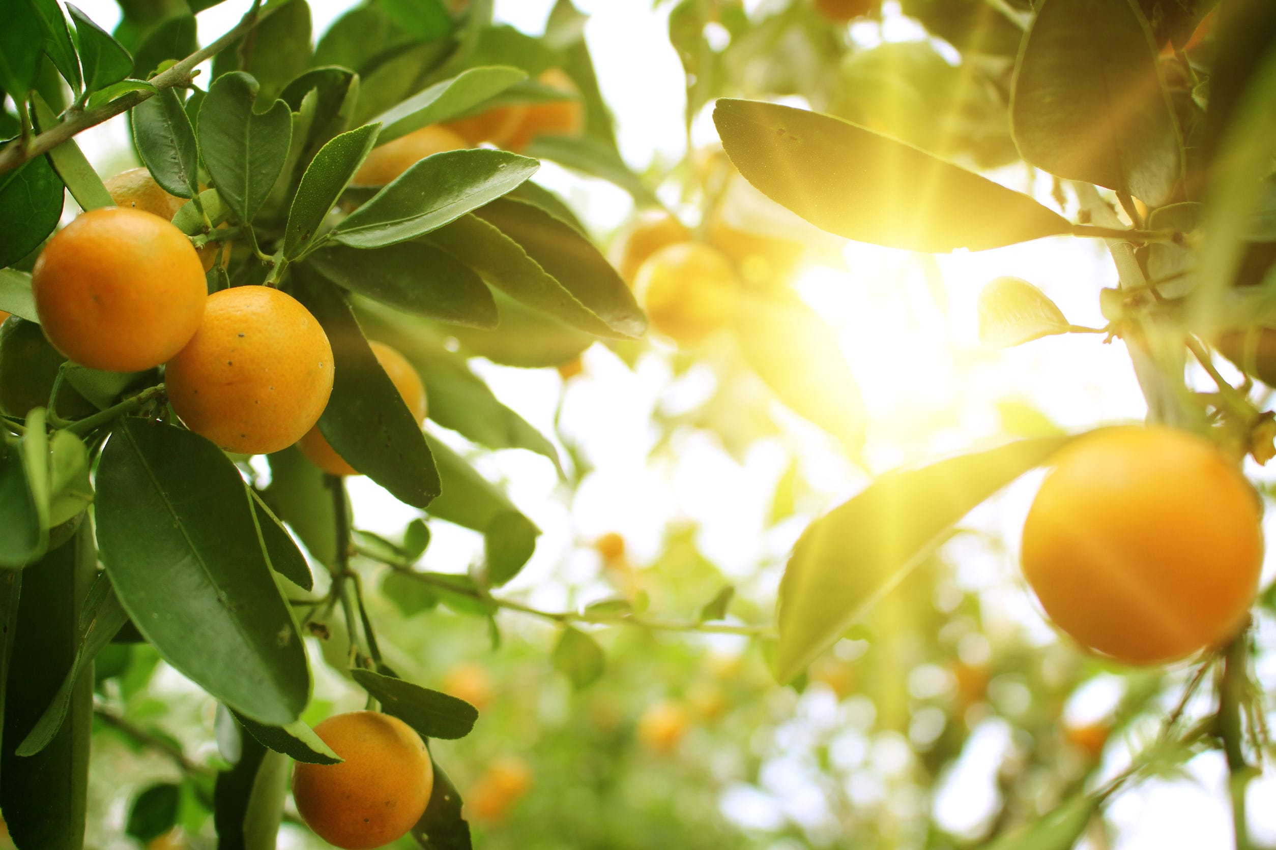 Orange, Sweet Essential Oil Uses and Benefits