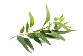 8 Essential Oils Great For Your Laundry Routine