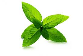 8 Essential Oils Great For Your Laundry Routine
